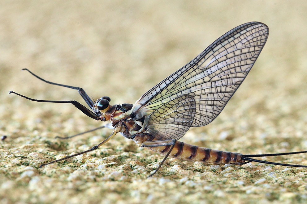 Epeorus del torrente Argentina - Badalucco (IM)